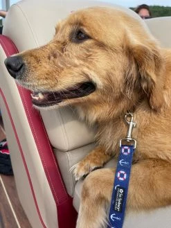 Sydney So Sweet Patriotic Anchor Yacht Club Boat Collection Fashion Dog Collar