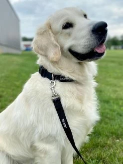 Sydney So Sweet Solid Black Basic Nylon Dog Collar For Small, Medium, & Large Dogs Sweet Pup