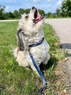 Sydney So Sweet Blue Argyle Preppy Plaid Adjustable Fashion Dog Collar