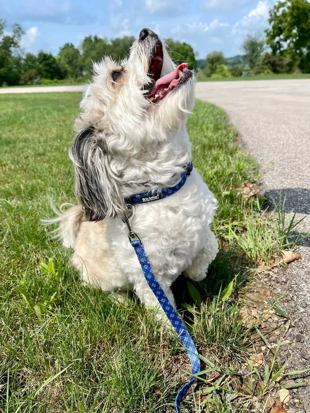 Sydney So Sweet Blue Argyle Preppy Plaid Adjustable Fashion Dog Collar 1 Sydney So Sweet Blue Argyle Preppy Plaid Adjustable Fashion Dog Collar