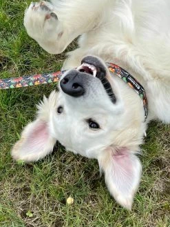 Sydney So Sweet Comic Book Hero Red Fashion Dog Collar