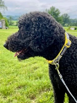 Sydney So Sweet Yellow Daisy Black Flower Comfy, Adjustable Fashion Dog Collar