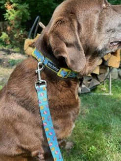 Sydney So Sweet Sweet Pup Emojis & Treats Blue & Yellow Adjustable Unique Dog Collar