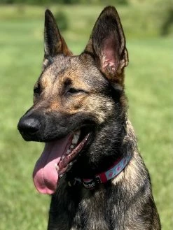 Sydney So Sweet Patriotic Fancy Flamingo Blue & Pink ComfyUnique Fashion Dog Collar