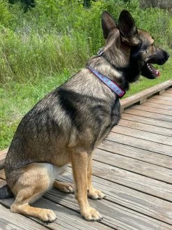 Sydney So Sweet Patriotic Fancy Flamingo Blue & Pink ComfyUnique Fashion Dog Collar