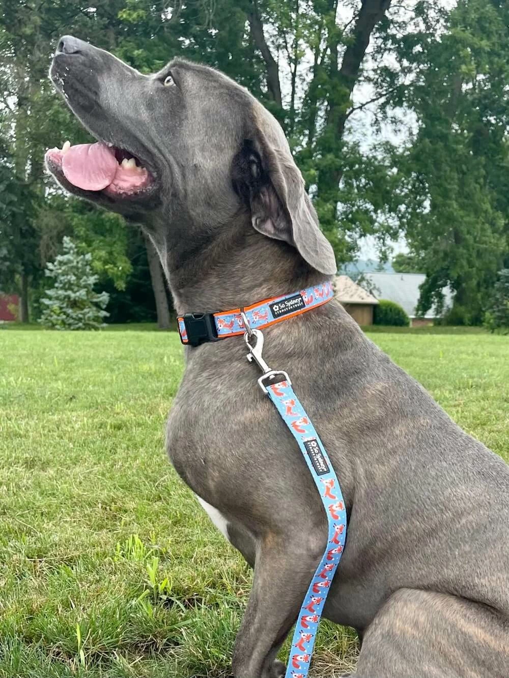 Sydney So Sweet Fox Hunt Blue & Orange Adjustable Fashion Unique Dog Collar 1 Sydney So Sweet Fox Hunt Blue & Orange Adjustable Fashion Unique Dog Collar