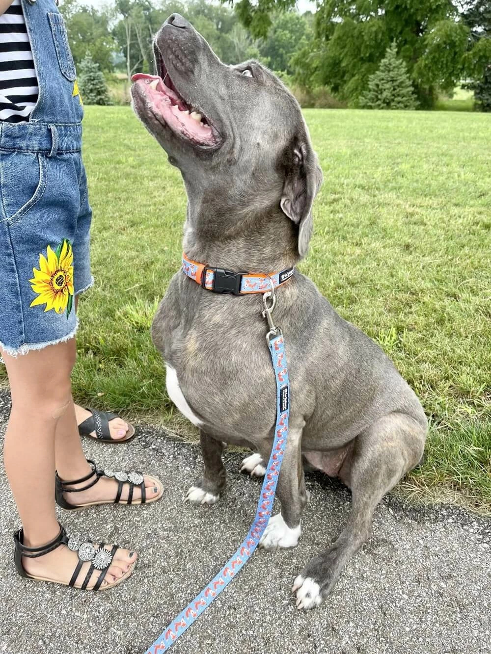 Sydney So Sweet Fox Hunt Blue & Orange Adjustable Fashion Unique Dog Collar 5 Sydney So Sweet Fox Hunt Blue & Orange Adjustable Fashion Unique Dog Collar