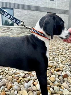 Sydney So Sweet Spooky Ghost Halloween Comfy, Adjustable Holiday Dog Collar