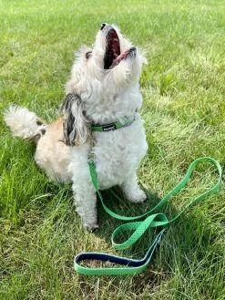 Sydney So Sweet Lime Green & Navy Polka Dots Fashion Dog Collar Sweet Pup
