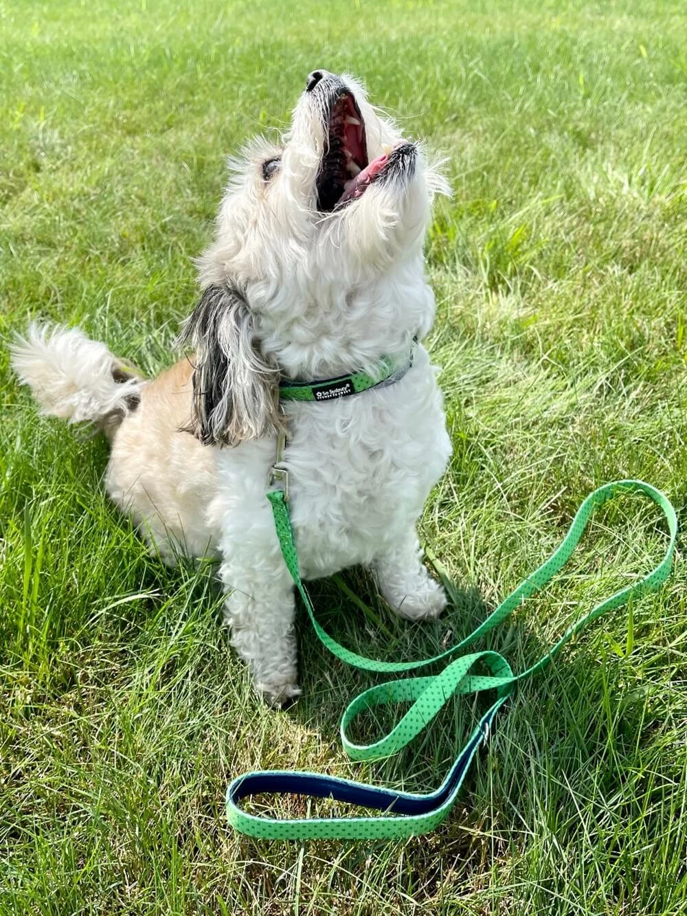 Sydney So Sweet Lime Green & Navy Polka Dots Fashion Dog Collar Sweet Pup 1 Sydney So Sweet Lime Green & Navy Polka Dots Fashion Dog Collar Sweet Pup