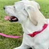Sydney So Sweet Hot Pink Boho Tribal Print Adjustable Fashion Dog Collar