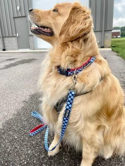 Sydney So Sweet Red & Blue Jumbo Polka Dots Cute Fashion Dog Collar Sweet Pup