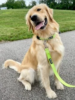 Sydney So Sweet Lime Green Adjustable Dog Collar For Small, Medium, Or Large Dogs
