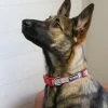 Sydney So Sweet Sweet Pup Light Blue & Red Polka Dots Cute Comfy Dog Collar