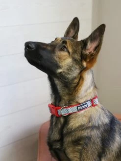 Sydney So Sweet Sales Store 27 Sydney So Sweet Sweet Pup Light Blue & Red Polka Dots Cute Comfy Dog Collar