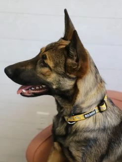 Sydney So Sweet Dog Bone Black & Yellow Comfy, Adjustable Cute Dog Collar