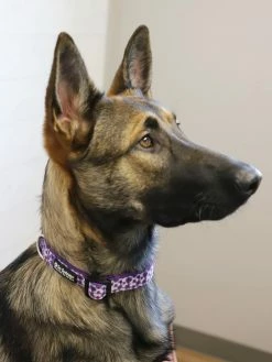 Sydney So Sweet Pansy Purple Floral Cute & Comfy High Fashion Dog Collar