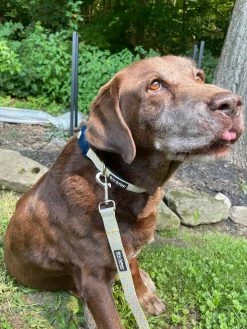 Sydney So Sweet Floral Favorites Daisy Floral Yellow & Navy Pretty Fashion Dog Collar