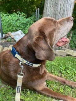 Sydney So Sweet Floral Favorites Daisy Floral Yellow & Navy Pretty Fashion Dog Collar