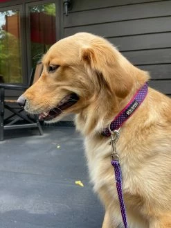 Sydney So Sweet Navy & Hot Pink Polka Dots Adjustable Fashion Dog Collar