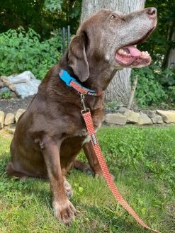Sydney So Sweet Orange & Turquoise Blue Polka Dots Unique Nylon Dog Collar Thanksgiving