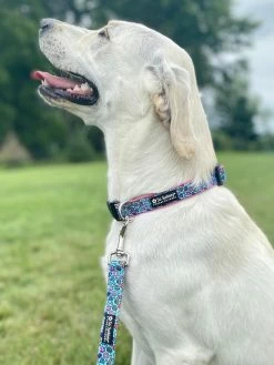Sydney So Sweet On Wednesday, We Wear Pink Rainbows & Unicorns Comfy, Cool, & Fun Fashion Dog Collar