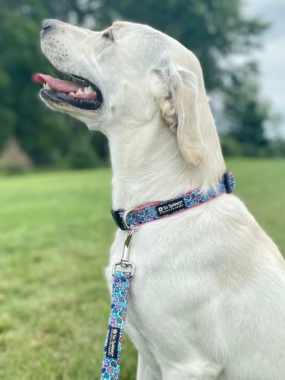 Sydney So Sweet On Wednesday, We Wear Pink Rainbows & Unicorns Comfy, Cool, & Fun Fashion Dog Collar 1 Sydney So Sweet On Wednesday, We Wear Pink Rainbows & Unicorns Comfy, Cool, & Fun Fashion Dog Collar