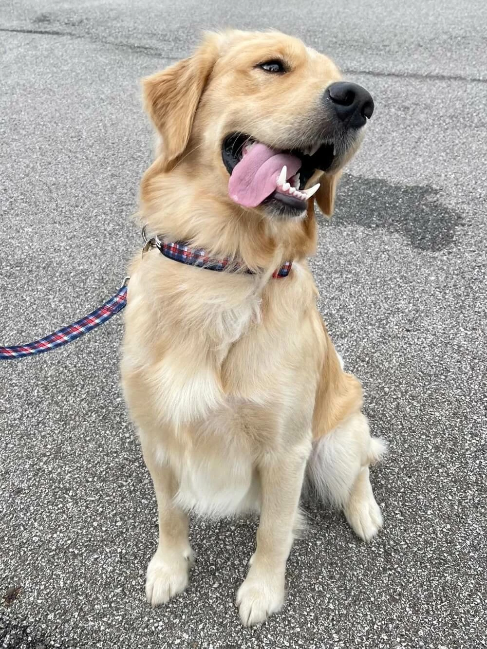 Sydney So Sweet Red White & Blue Patriotic Plaid Dog Collar 5 Sydney So Sweet Red White & Blue Patriotic Plaid Dog Collar