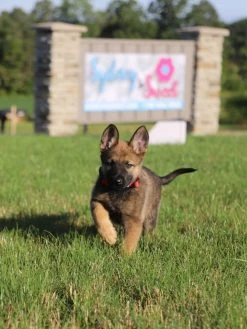 Sydney So Sweet Red Basic Nylon Dog Collar For Small, Medium, Or Large Dogs