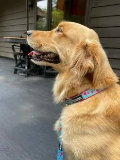 Sydney So Sweet Tulip Hot Pink Floral Blue Springtime Fashion Dog Collar On Wednesday, We Wear Pink