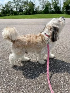 Sydney So Sweet Watermelon Sugar Pink & Green Fun Fashion Dog Collar