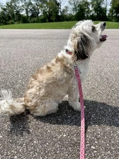 Sydney So Sweet Watermelon Sugar Pink & Green Fun Fashion Dog Collar 6 Sydney So Sweet Watermelon Sugar Pink & Green Fun Fashion Dog Collar
