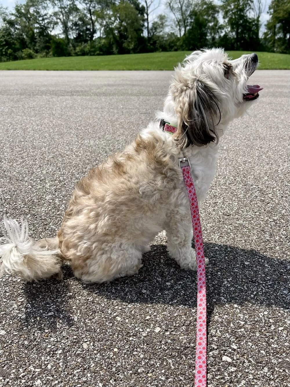 Sydney So Sweet Watermelon Sugar Pink & Green Fun Fashion Dog Collar 3 Sydney So Sweet Watermelon Sugar Pink & Green Fun Fashion Dog Collar