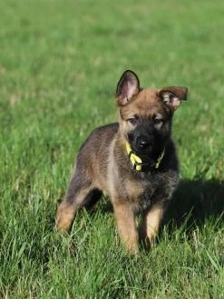 Sydney So Sweet Sweet Pup Yellow Adjustable Basic Dog Collar For Small, Medium, Or Large Dogs
