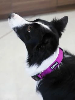 Sydney So Sweet Grape Purple Adjustable Fashion Nylon Dog Collar