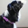 Sydney So Sweet Purple Adjustable Basic Nylon Dog Collar For Small, Medium, Or Large Dogs