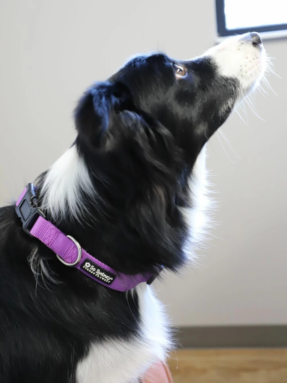 Sydney So Sweet Purple Adjustable Basic Nylon Dog Collar For Small, Medium, Or Large Dogs 1 Sydney So Sweet Purple Adjustable Basic Nylon Dog Collar For Small, Medium, Or Large Dogs