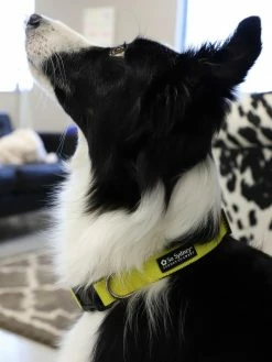 Sydney So Sweet Sweet Pup Yellow Adjustable Basic Dog Collar For Small, Medium, Or Large Dogs 6 Sydney So Sweet Sweet Pup Yellow Adjustable Basic Dog Collar For Small, Medium, Or Large Dogs