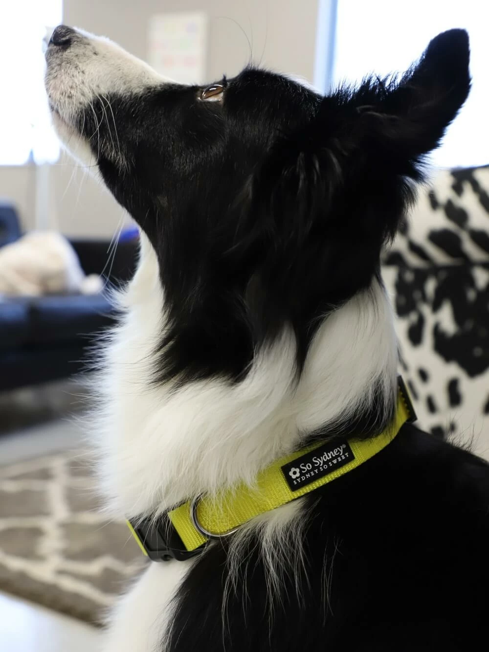 Sydney So Sweet Sweet Pup Yellow Adjustable Basic Dog Collar For Small, Medium, Or Large Dogs 3 Sydney So Sweet Sweet Pup Yellow Adjustable Basic Dog Collar For Small, Medium, Or Large Dogs